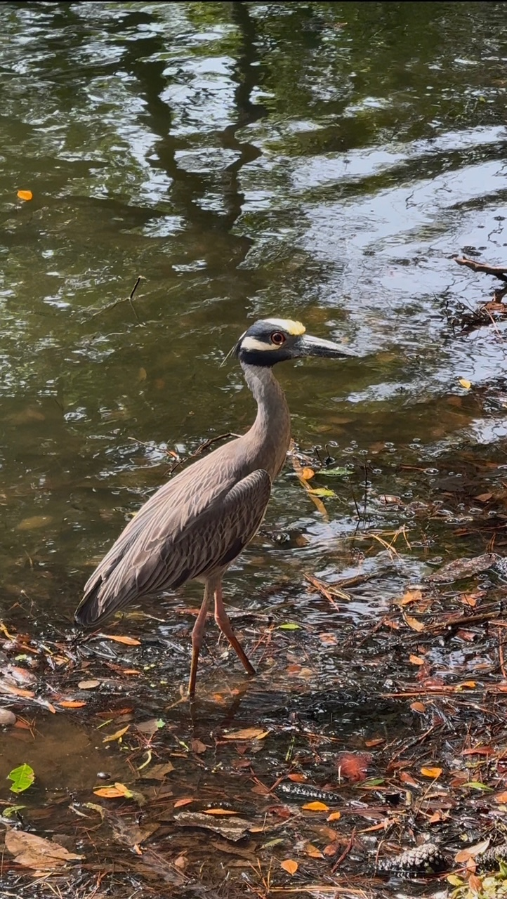 Local birds and wildlife