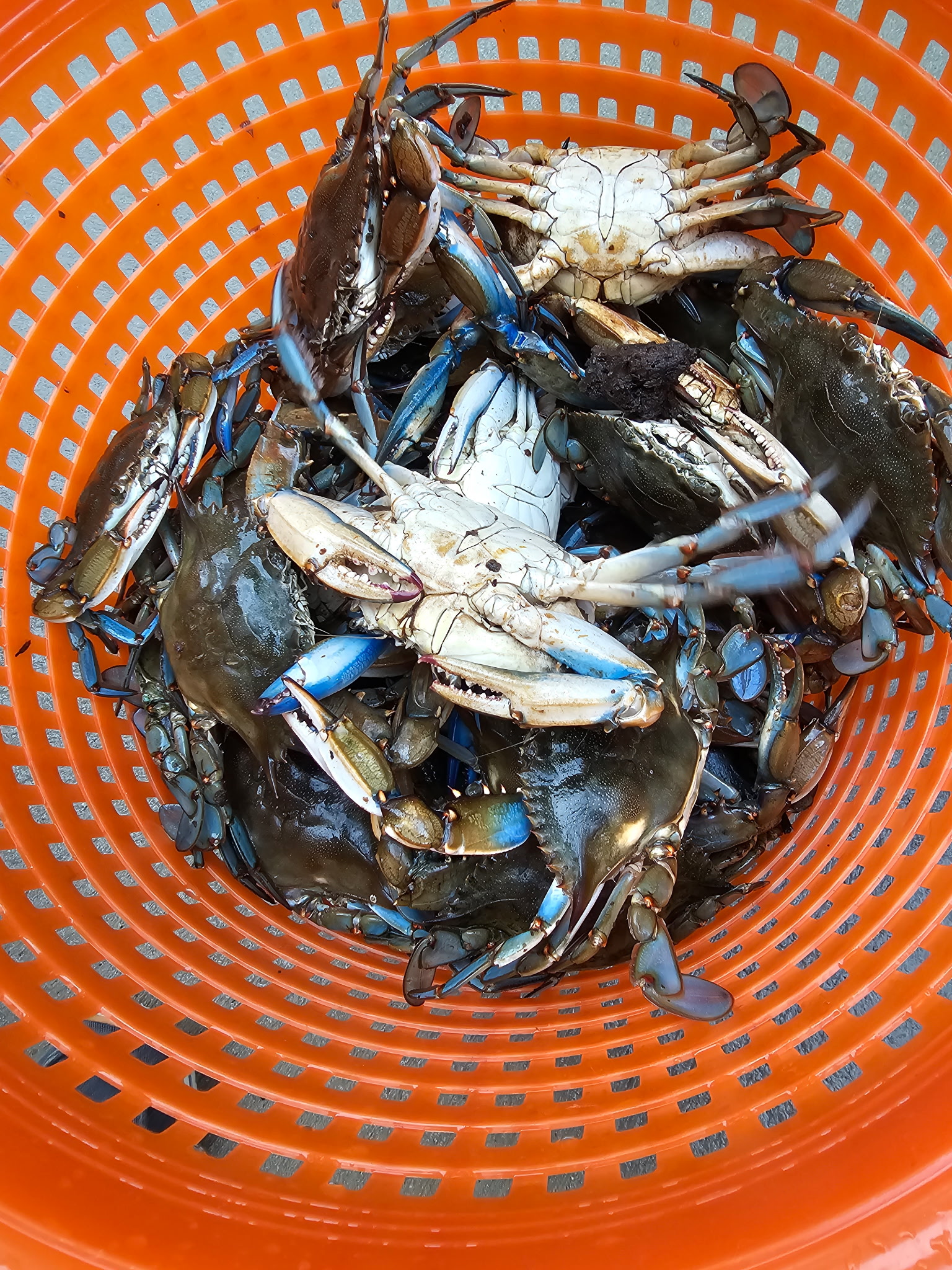 Crabbing opportunities