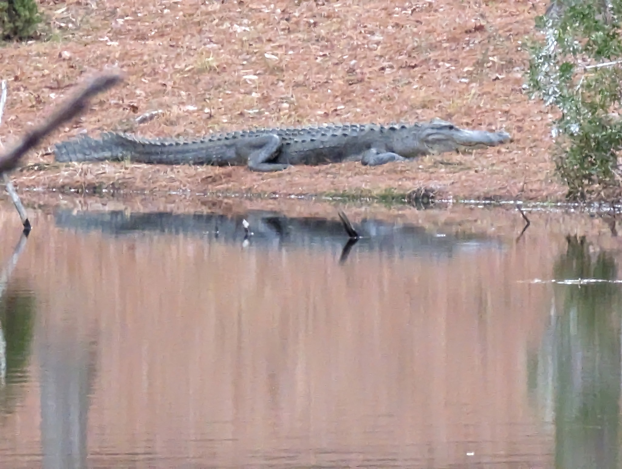 Alligator wildlife viewing