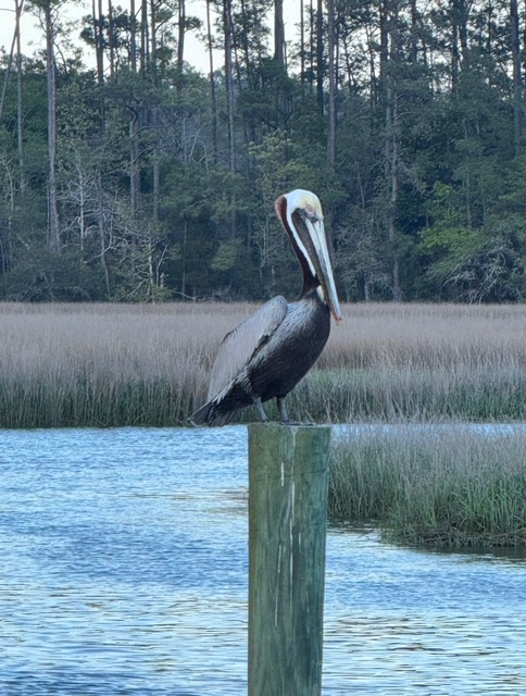 Local wildlife - Pelican